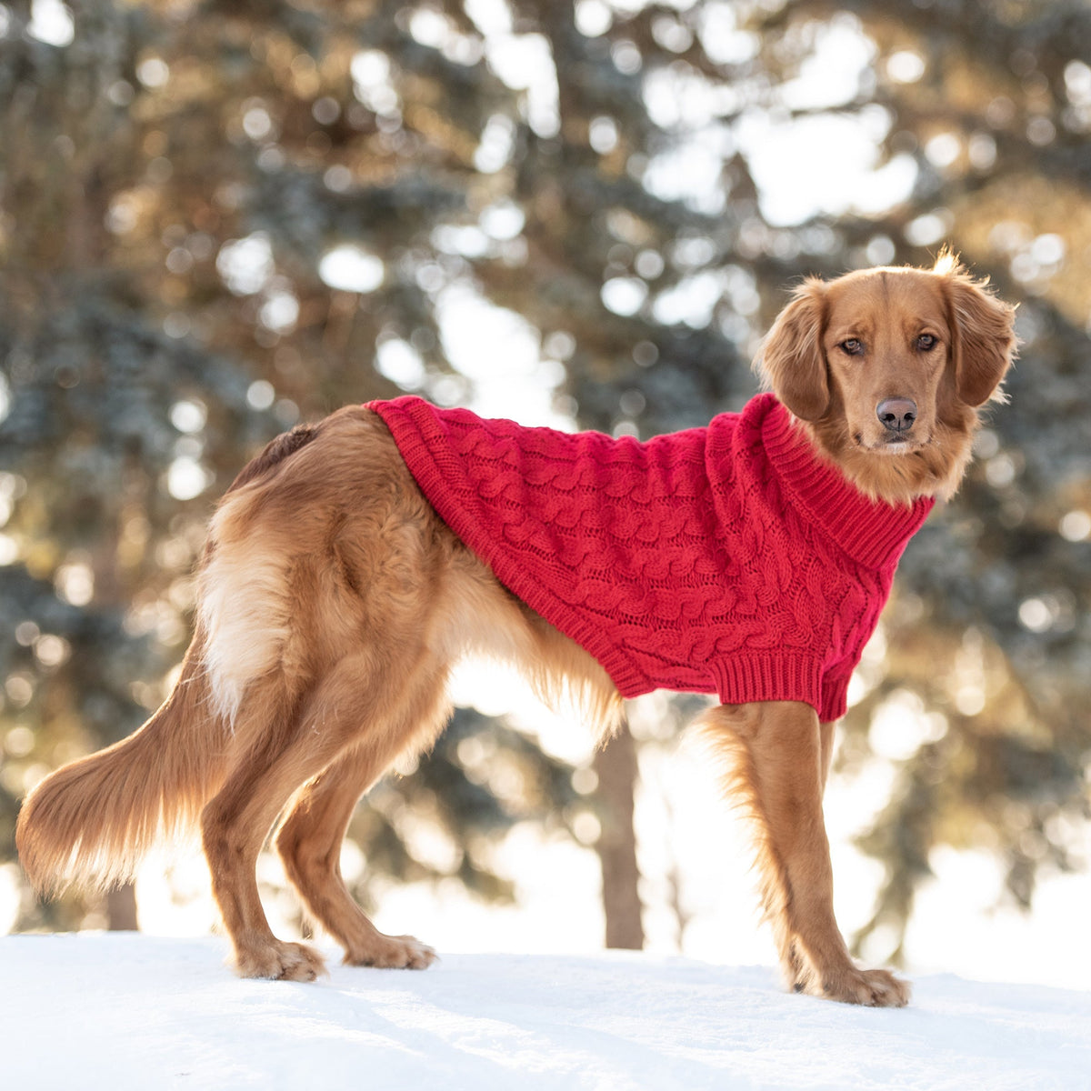 Pet Clothing