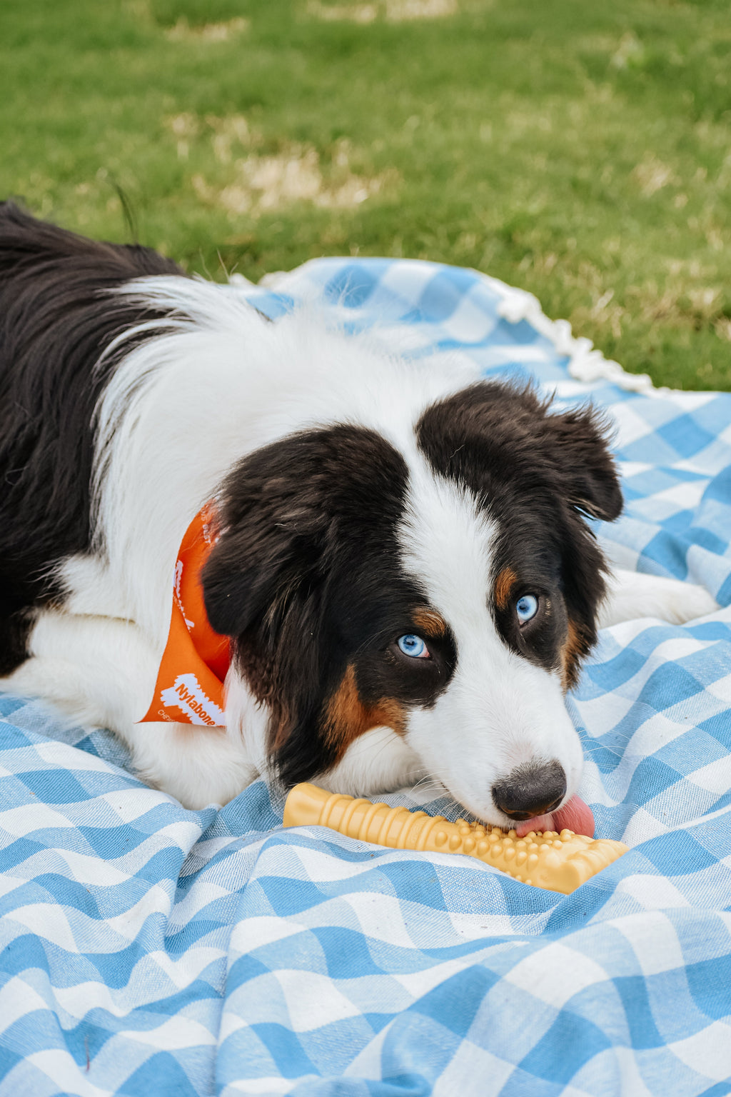 Nylabone Power Chew Textured Bone Peanut Butter XL