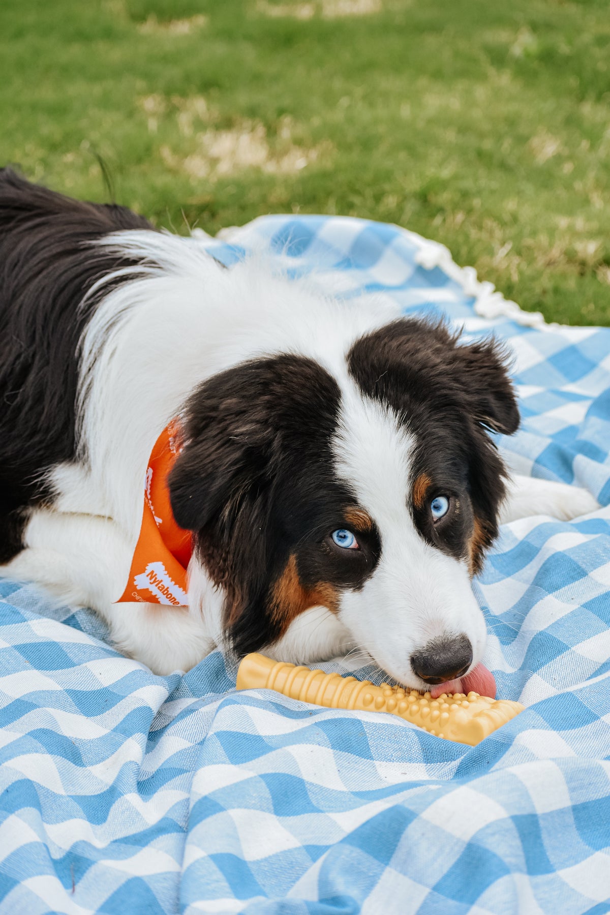 Nylabone Power Chew Textured Bone Peanut Butter XL