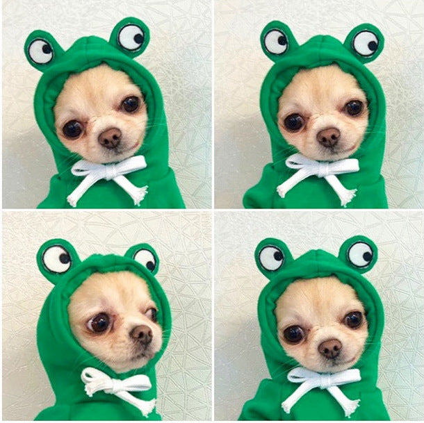 Chihuahua wearing the green frog fleece hoodie
