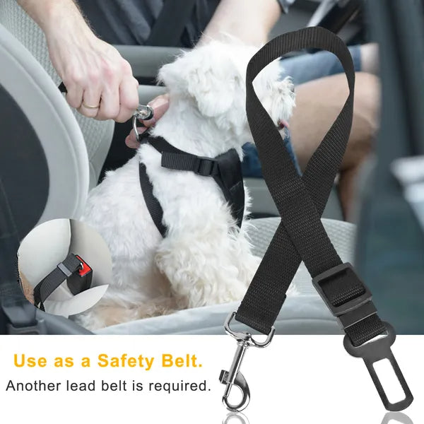 Seat belt leash clipped into a car buckle
