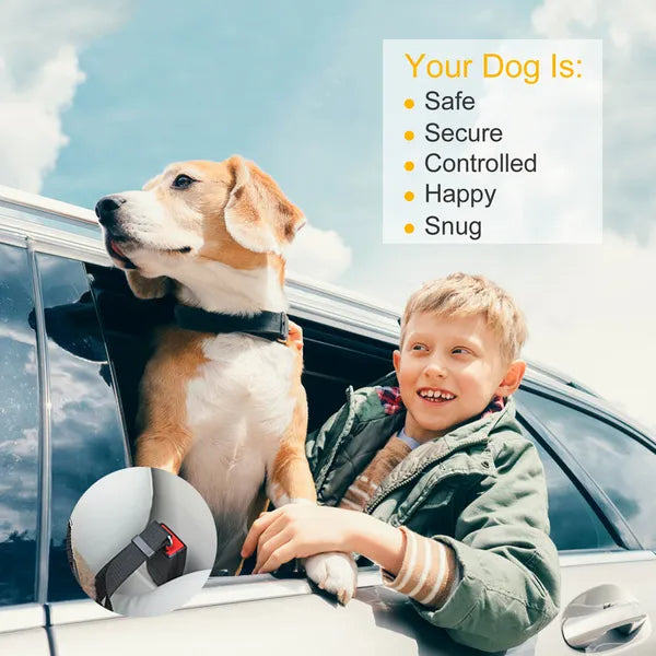 Dog riding safely in the car