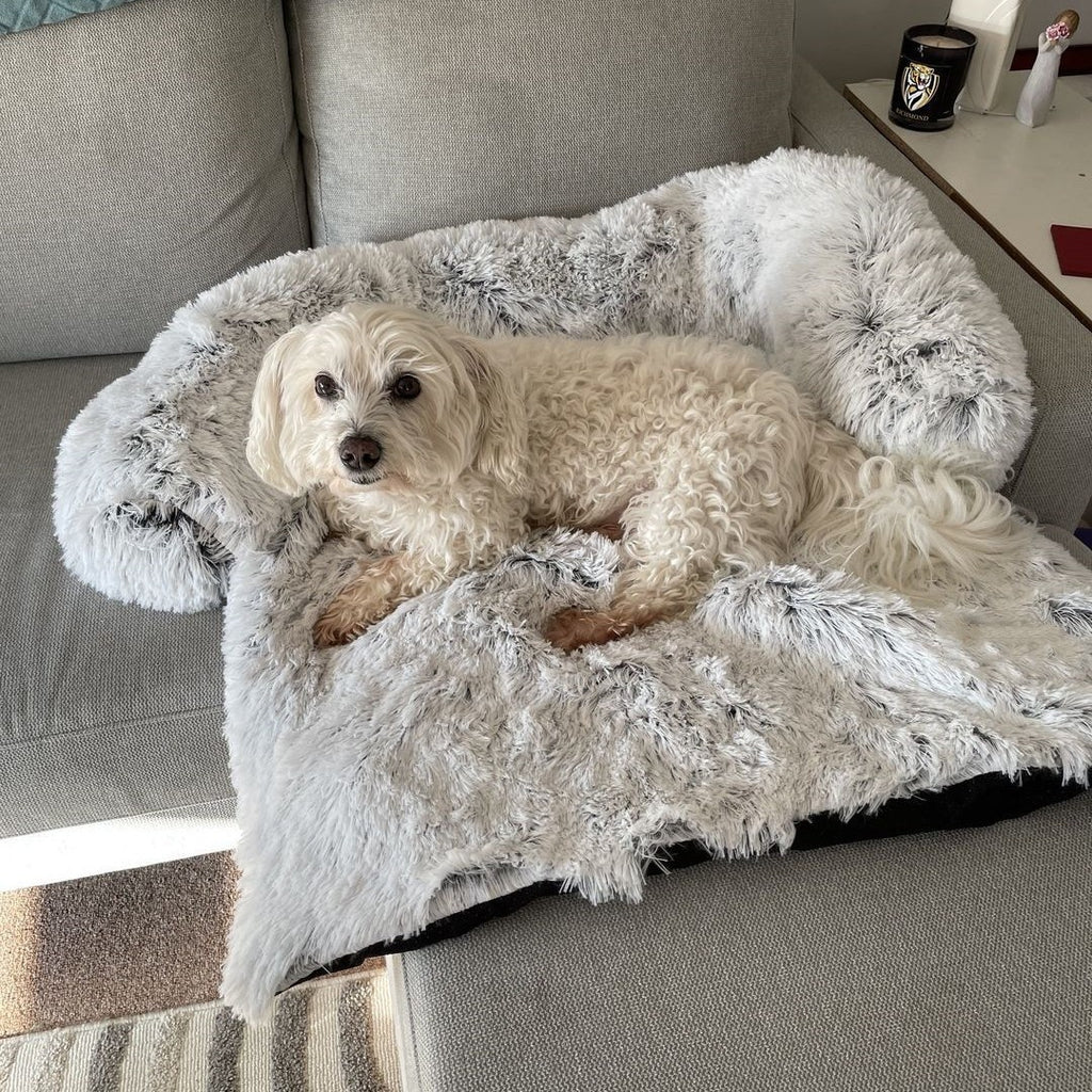 Fluffy dog relaxing on the light grey couch cover bed