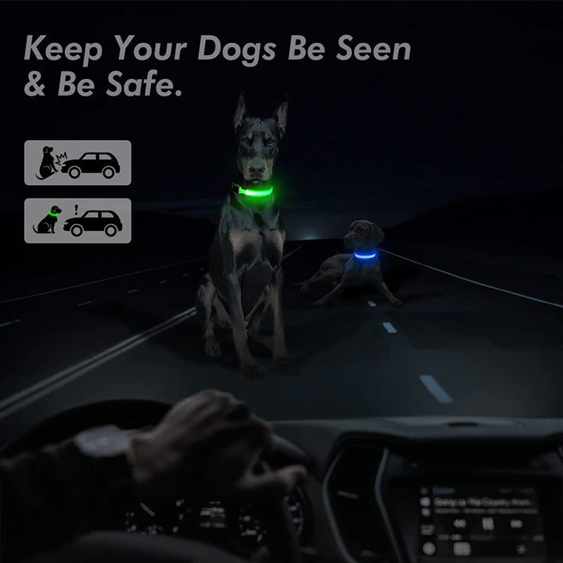 Dog wearing a glowing LED collar visible to drivers at night
