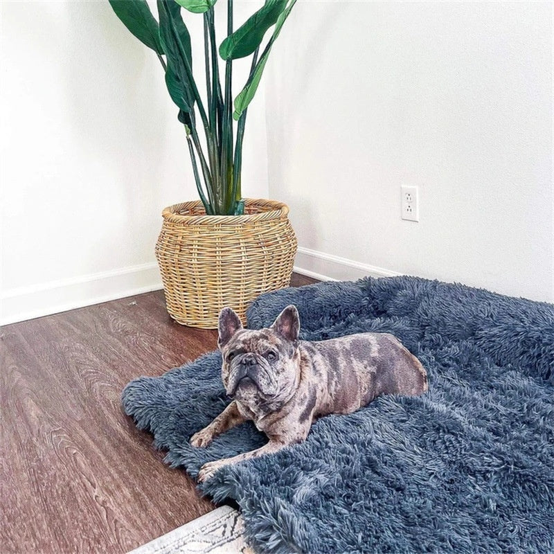 French bulldog resting on the charcoal grey bed on the floor