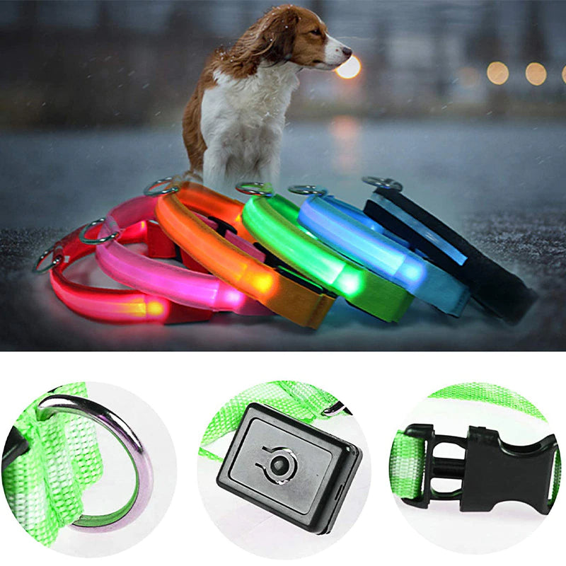 Dog wearing an LED light-up collar outdoors at dusk