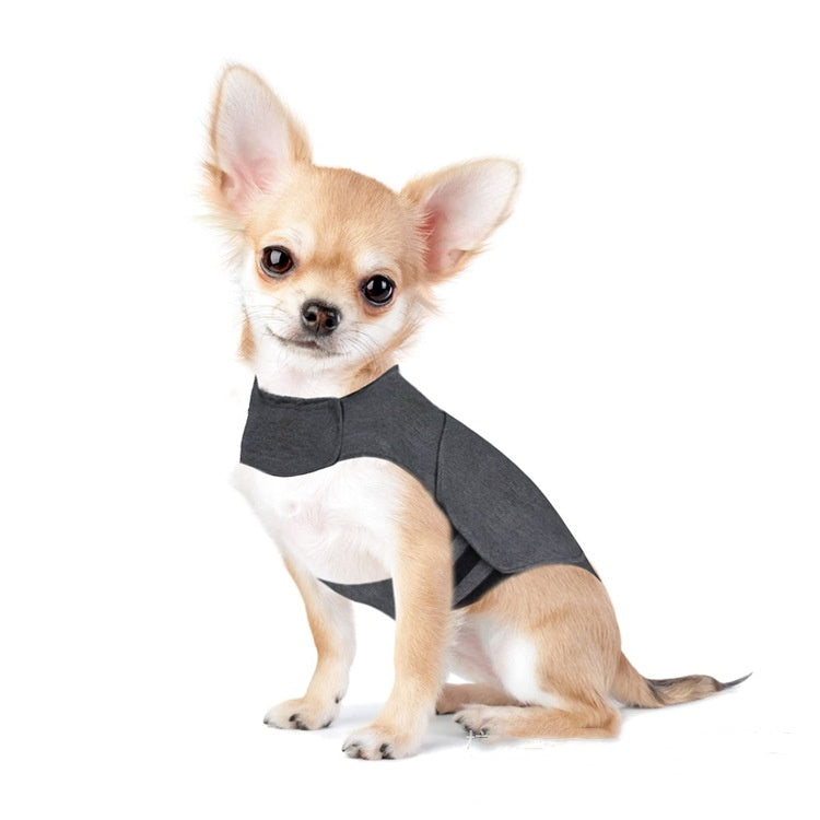 Chihuahua wearing the calming anxiety vest