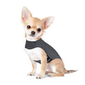 Chihuahua wearing the calming anxiety vest