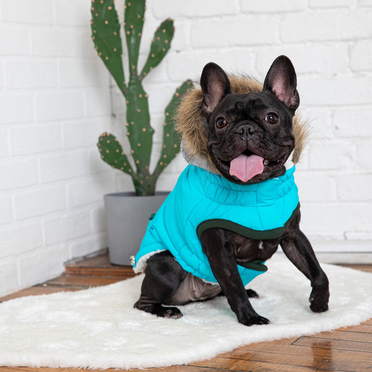 Winter Sailor Dog Parka – Aqua