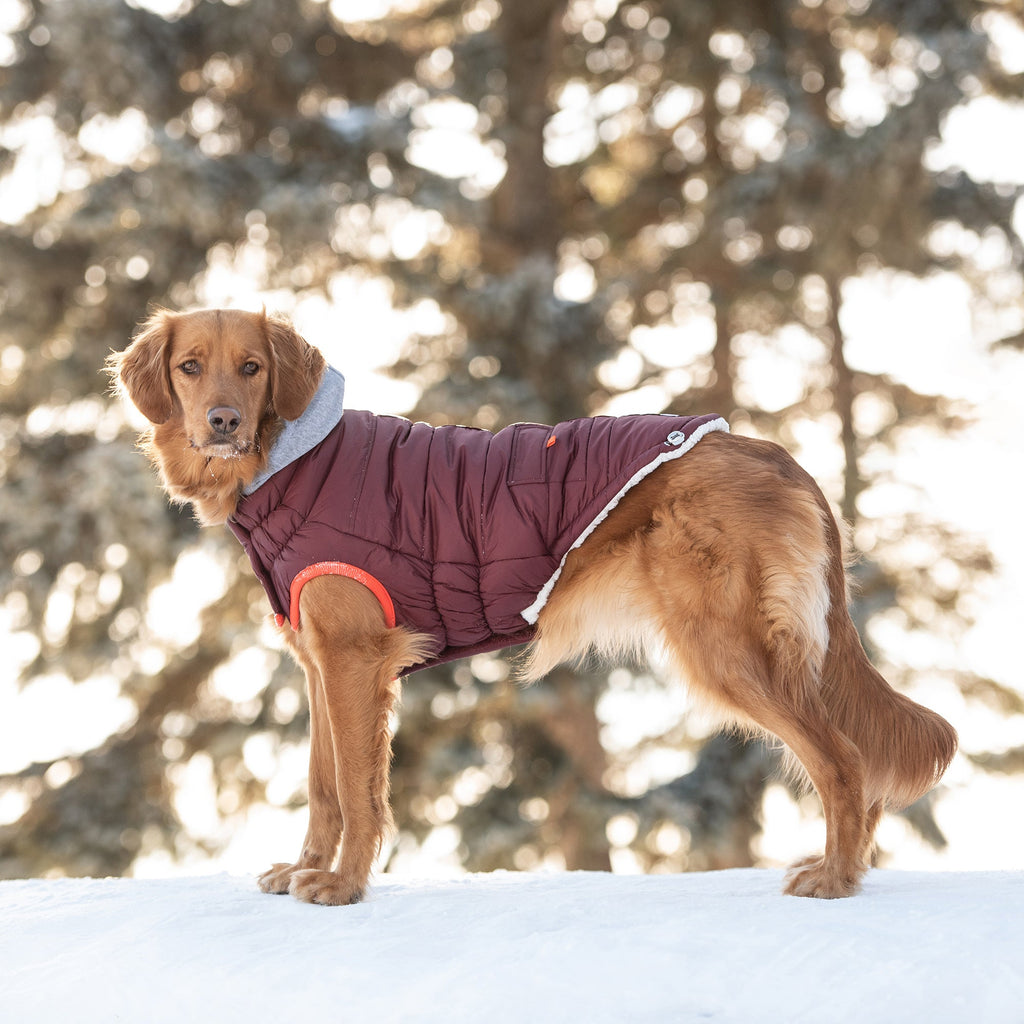 Winter Sailor Dog Parka – Burgundy