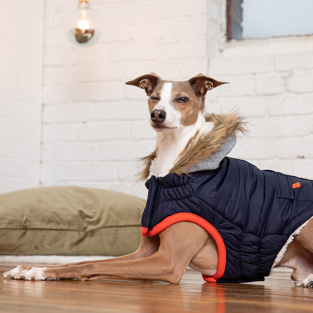 Winter Sailor Dog Parka – Navy