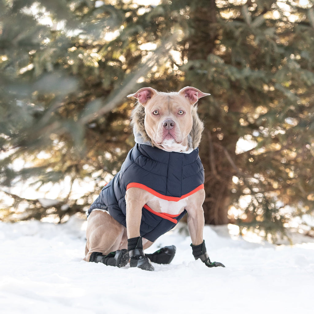 Winter Sailor Dog Parka – Navy