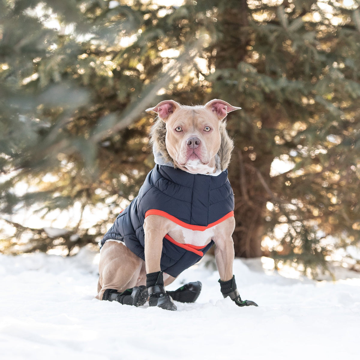 Winter Sailor Dog Parka – Navy