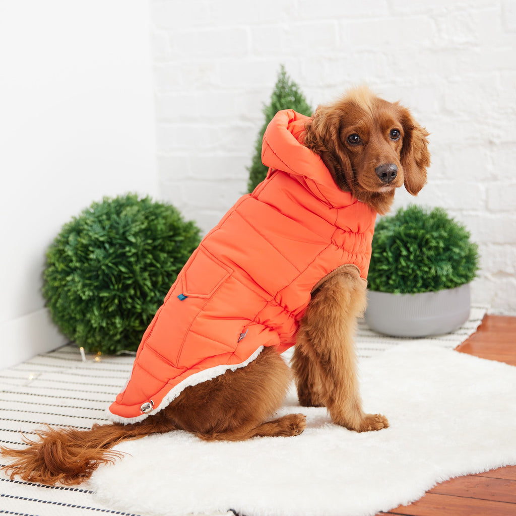 The Puff Dog Parka – Orange