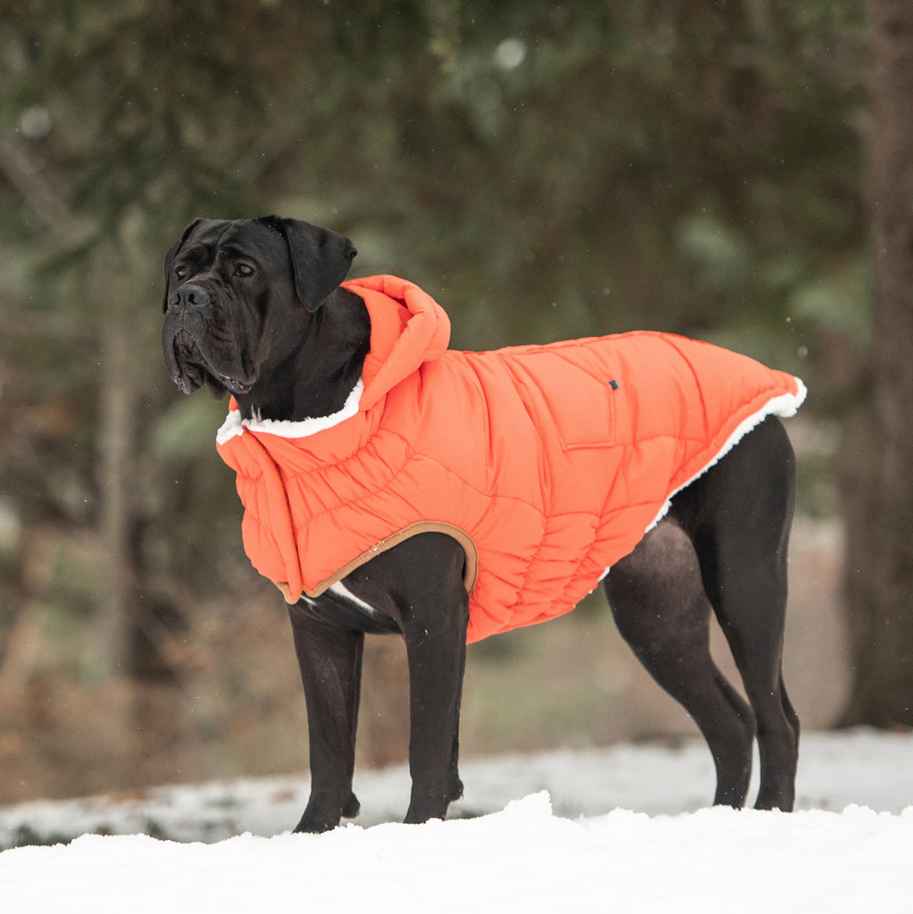 The Puff Dog Parka – Orange