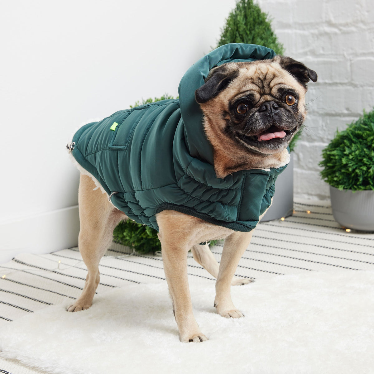 The Puff Dog Parka – Teal