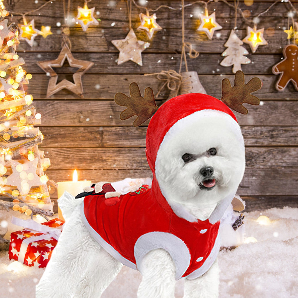 Bichon in the Santa reindeer costume