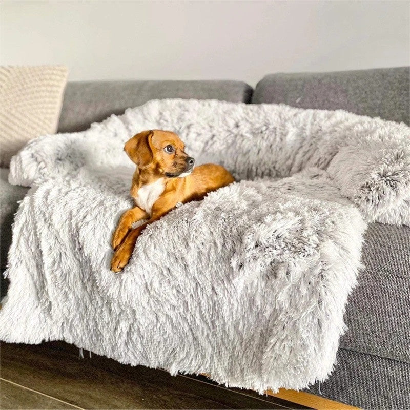 Small dog on the light grey calming couch cover bed