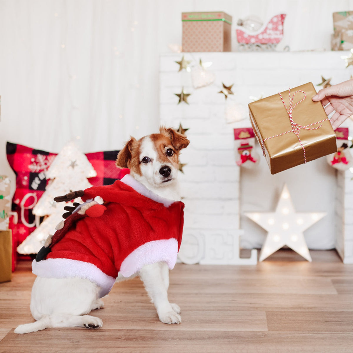 Dog in the Santa costume by a Christmas fireplace