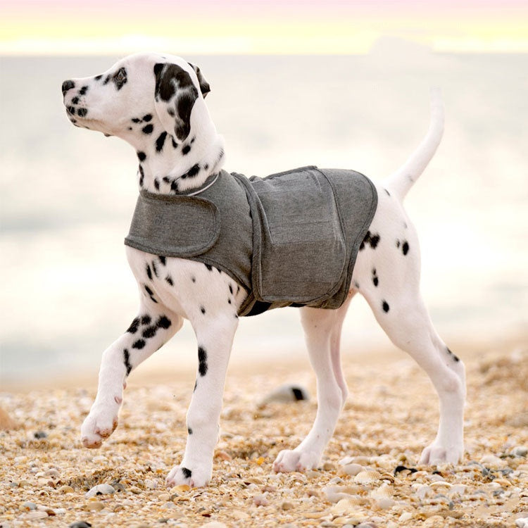 Dalmatian wearing the gray calming anxiety vest on a beach