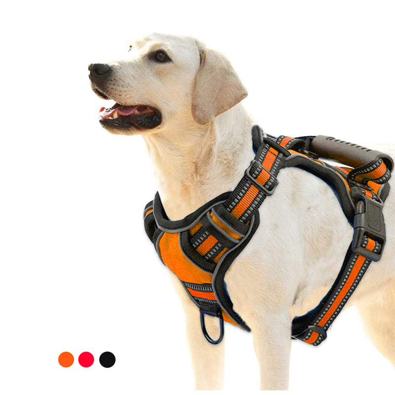 Labrador wearing the orange no-pull reflective harness
