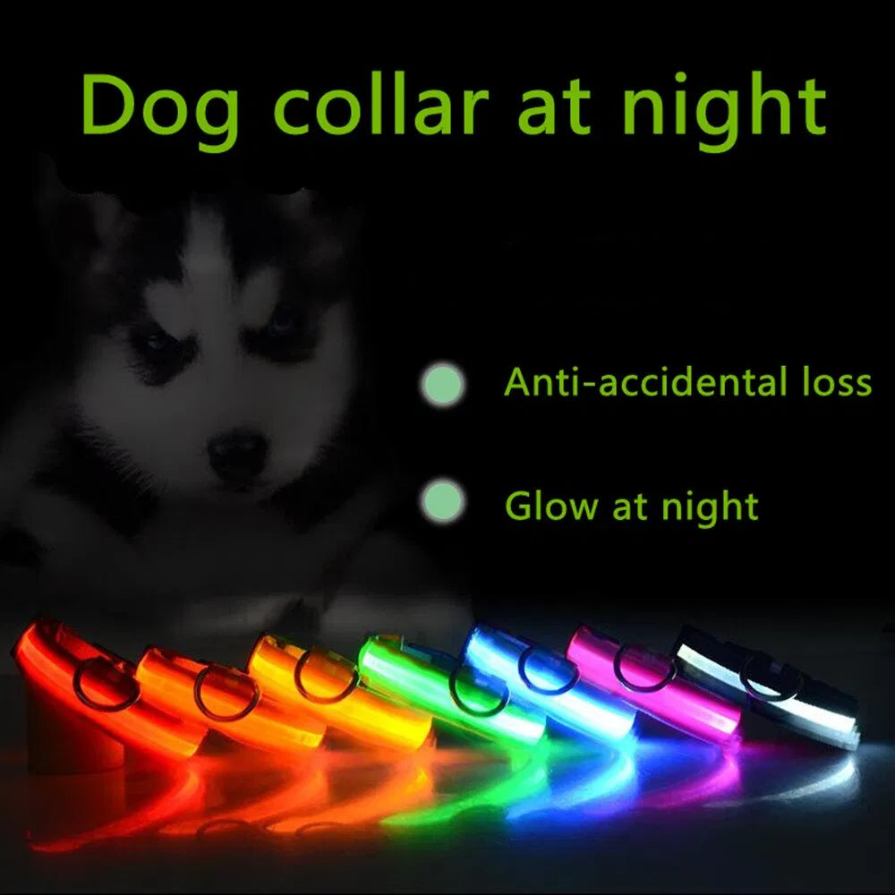 LED dog collars glowing in multiple colors at night