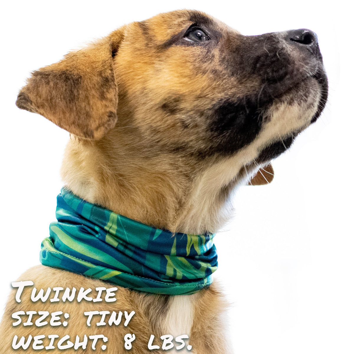 Tropical Rainforest Pup Scruff